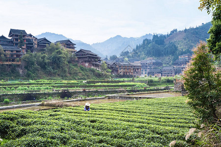 游历三江侗族自治县城阳村灌渠附近茶园春日晨景图片