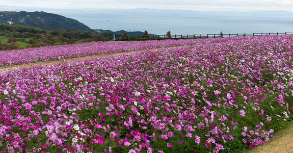 波斯菊花田的花园里图片