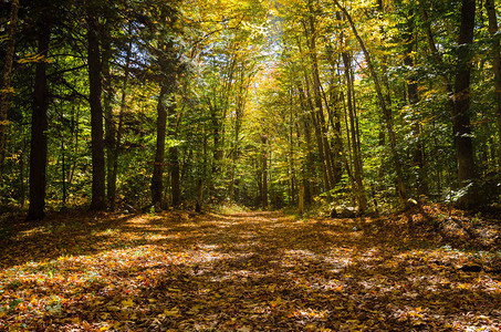 在阳光明媚的秋日穿过森林的落叶覆盖的未修路图片