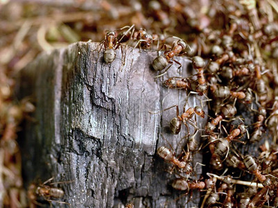 野生蚂蚁建造它们的蚁丘图片