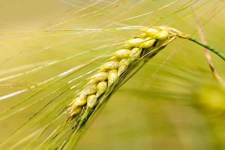 玉米田上的麦穗图片