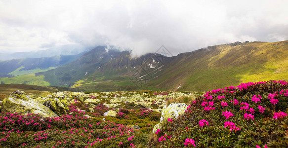 山脊景观与雾和特写杜鹃花图片