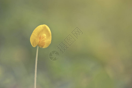 绿草和小白花在球场上美丽的夏日风景软焦点和复古风格用作背景图片