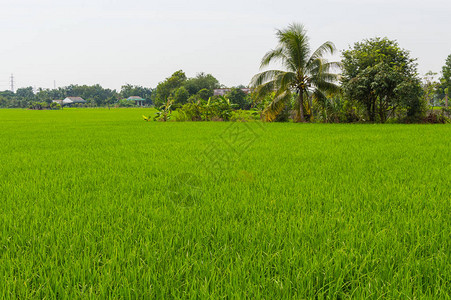 棕榈树和稻田在多云的一天越南图片