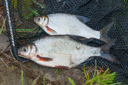 约字体设计近距离观察刚从水中拍摄的两条淡水白鲷或银鱼背景