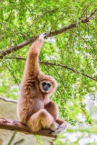 坐在树枝上的白颊长臂猿或拉尔长臂猿图片