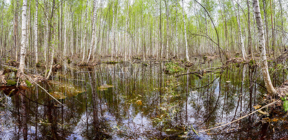 春天森林水中的树木图片