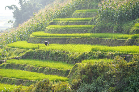 越南沙巴梯田上的稻田图片