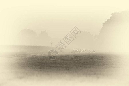 在晨雾中上放牧的奶牛的古董版画图片