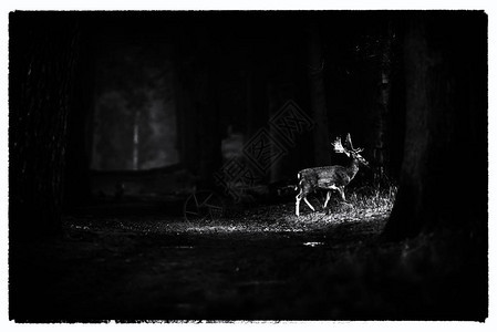 在迷雾森林中横穿路口的落地鹿甲草图片