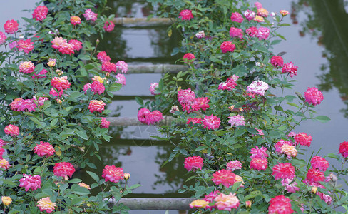 在湄公河三角洲玫瑰园以水图片
