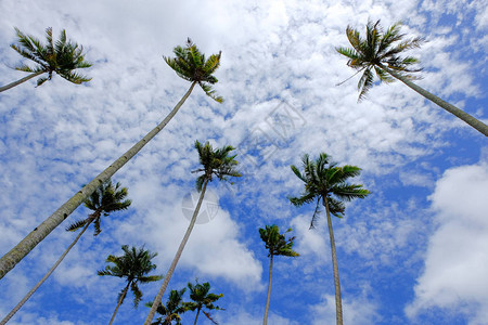 美丽的热带风景云彩和蓝天图片