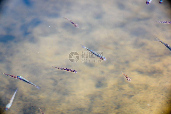人工池塘中成年琥珀鳟鱼的特写鳟鱼养殖场的鱼群明亮的黄色和橙色鱼用于食品工图片