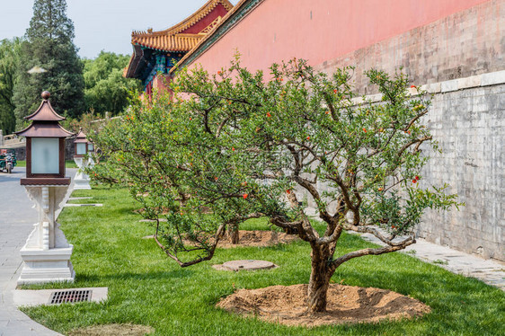 北京紫禁城或Gugo图片