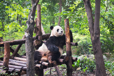 大熊猫在森林里玩木头四川省成都市图片