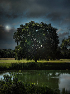 夜间草地上的柳树背景图片