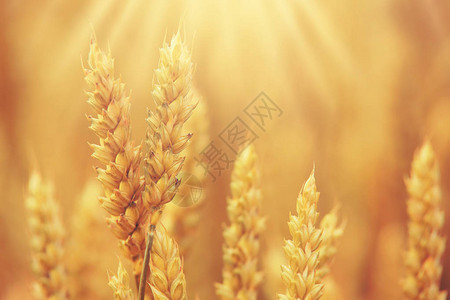 成熟的小麦特写阳光明媚的散景上的金色小麦穗阳光明图片