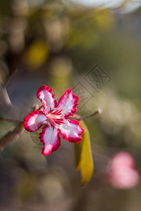 花与五颜六色的花瓣的特写镜头图片