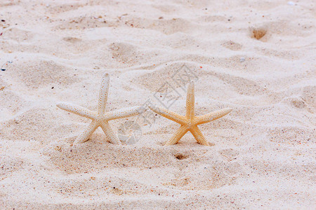 白色沙滩上的海星特写图片