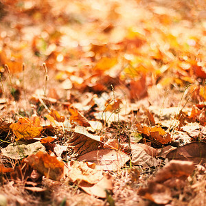 红色和橙色秋末树叶背景与阳光秋季自图片