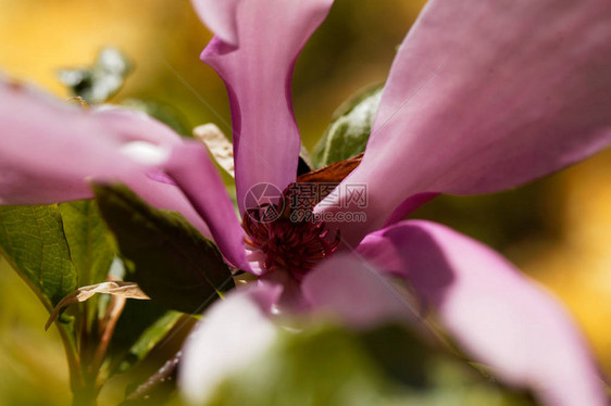 一朵紫色玉兰花Magnolialiliiflor图片