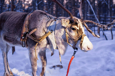 芬兰北部拉普兰州罗瓦涅米冬季农场的驯鹿图片