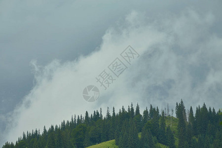 云雾缭绕的山中森林图片