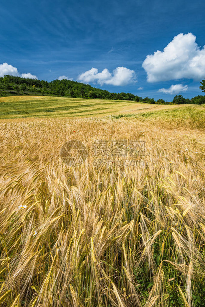 慵懒的夏日麦田风景如画的乡村图片