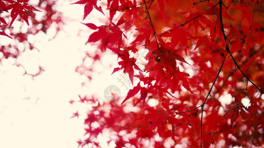 11月中旬的秋天日本树上图片