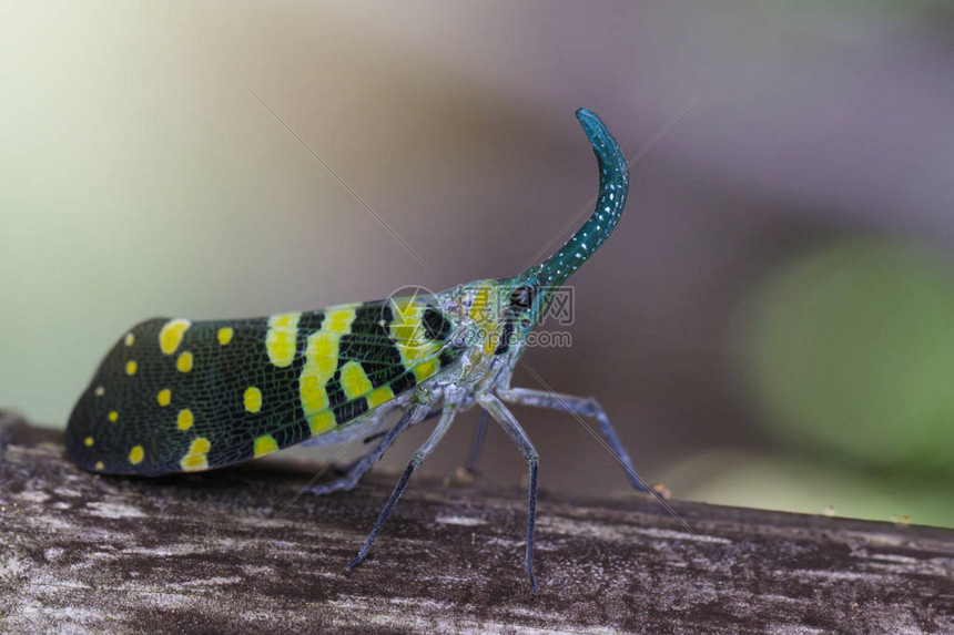 Pyrops高清图片下载-正版图片507404106-摄图网