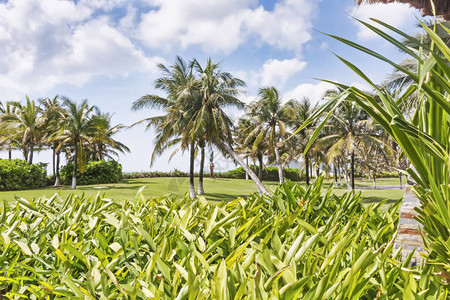 海南岛带椰子树的图片
