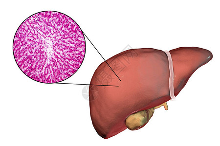 在显微镜下白色背景和肝组织3d图解和显微仪上隔背景图片