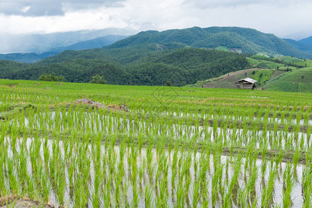 山谷梯田上的绿稻田图片