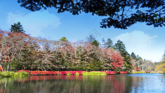 日本秋季的美丽的甲水泽Kariiz图片