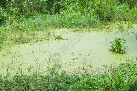 绿水湖环礁湖泻覆盖池塘中鸭草植图片
