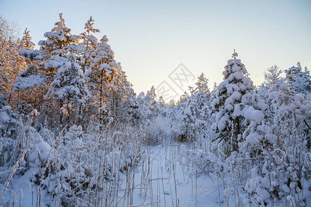 白雪皑的松树日出时间图片