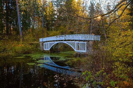 小河上的白色木桥水面上有秋叶的树木被浮萍覆盖安静的公园图片