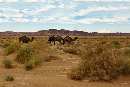 撒哈拉沙漠的骆驼吃草图片