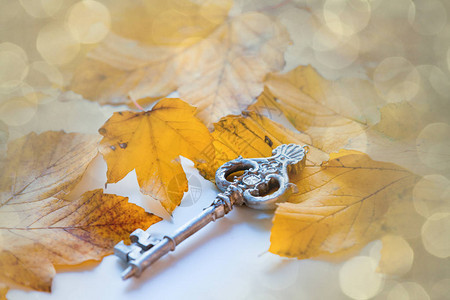 带有秋天树叶背景的Vivotag图片
