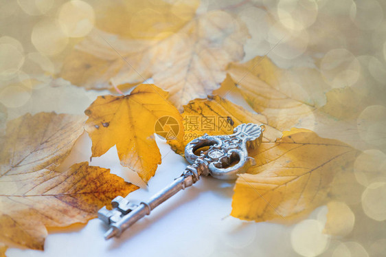 带有秋天树叶背景的Vivotag图片