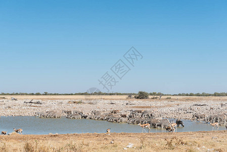 纳米比亚北部一个水井的饮用水区Burchells图片