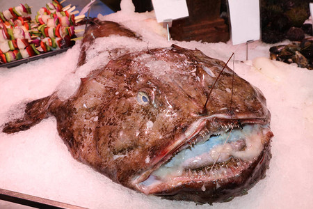 西班牙马德里鱼类市场冰上图片