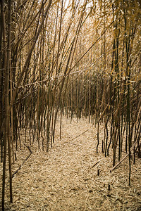 风水美国罗德岛棕色竹林背景