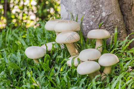 白蘑菇蔬菜和用天然原料烹饪的草药背景图片