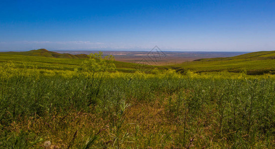 春天盛开的黄色草原哈萨克斯坦图片