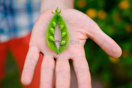 白种人男子手掌上拿着新鲜和绿色的豌豆荚图片