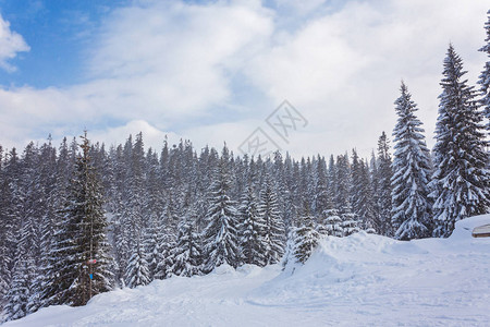 冬季风景下雪覆盖的图片