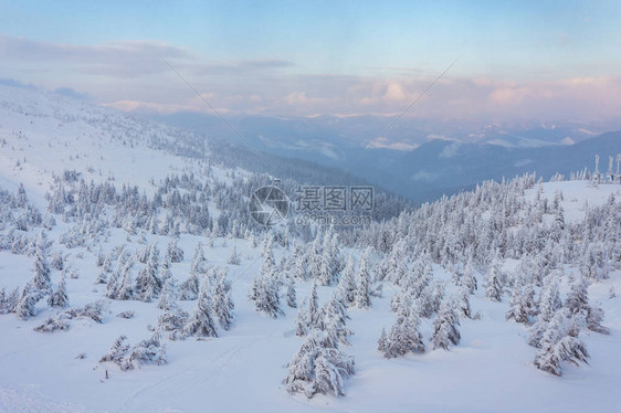 冬天的松树在山上的日落图片