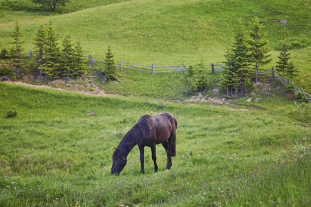 在乌克兰喀尔巴阡山谷草地放牧的马匹图片