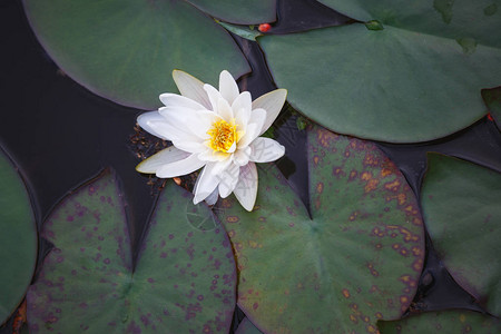 睡莲在河里开花图片